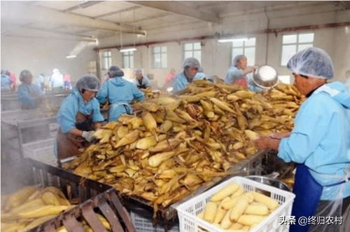 想在農(nóng)村投資10 20萬(wàn)開(kāi)個(gè)加工廠,雇傭10個(gè)幫工,做什么產(chǎn)品有前景