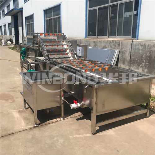 專業(yè)高效的蕨菜及果蔬清洗解決方案 蔬菜加工機(jī)械的應(yīng)用與優(yōu)勢