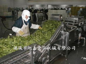 諸城旭鑫機(jī)械蔬菜加工設(shè)備購(gòu)買指南 渠道、型號(hào)與價(jià)格解析